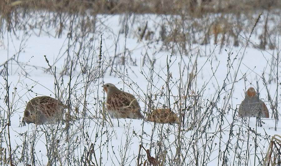 Gray Partridges in Kanata